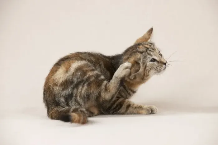 Framed Print : CAT - Kitten scratching itself Framed Print : CAT - Kitten scratching itself