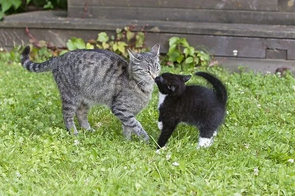 Cat - kitten seeking contact with mother - outdoors - Lower Saxony - Germany