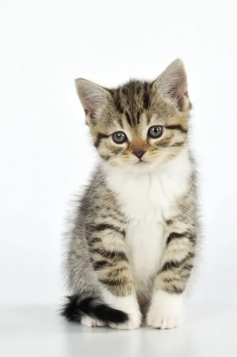 Framed Print : CAT. Kitten sitting down Framed Print : CAT. Kitten sitting down