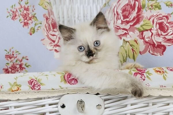 CAT. Kitten sitting in basket