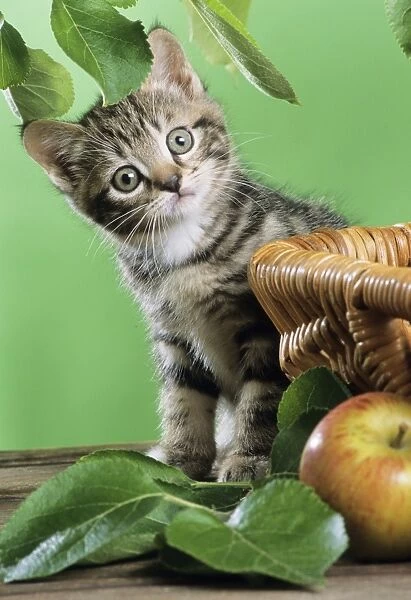 Cat - kitten sitting by basket and apple