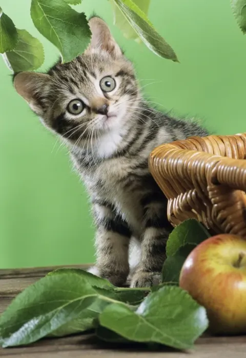 Framed Print : Cat - kitten sitting by basket and apple Framed Print : Cat - kitten sitting by basket and apple