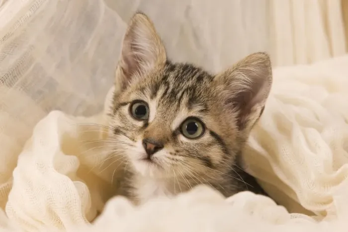 Framed Print : Cat - kitten sitting with blanket around Framed Print : Cat - kitten sitting with blanket around