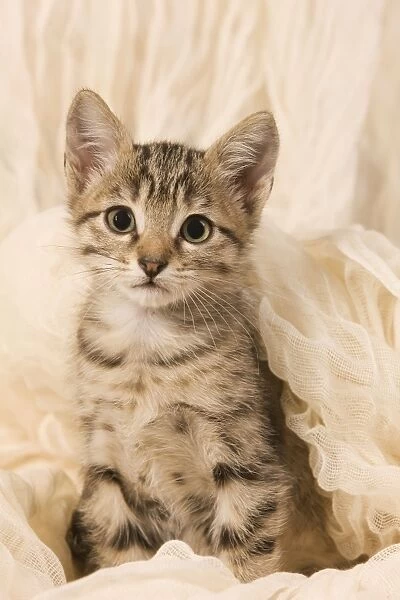 Cat - kitten sitting with blanket around