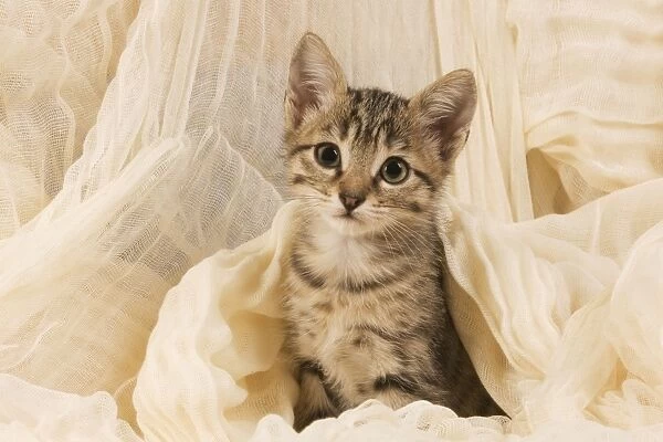 Cat - kitten sitting with blanket around