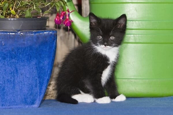 Cat - kitten sitting on carpet - outdoors - Lower Saxony - Germany