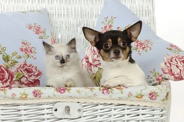 CAT. Kitten sitting next to chihuahua in basket