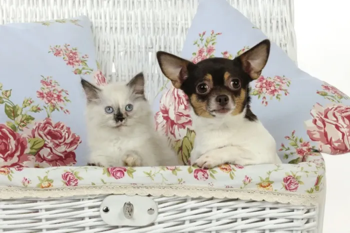 Framed Print : CAT. Kitten sitting next to chihuahua in basket Framed Print : CAT. Kitten sitting next to chihuahua in basket
