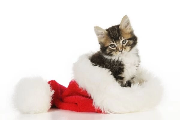 CAT. Kitten sitting in christmas hat