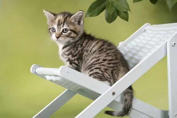 Cat - Kitten sitting on deck chair