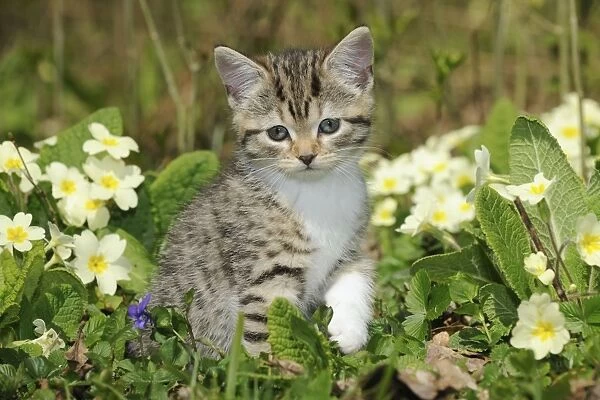 CAT. Kitten sitting in flowers