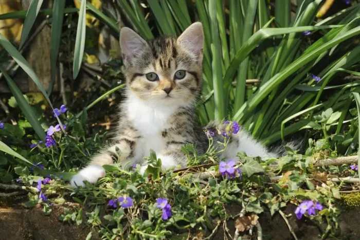 Framed Print : CAT. Kitten sitting in flowers Framed Print : CAT. Kitten sitting in flowers
