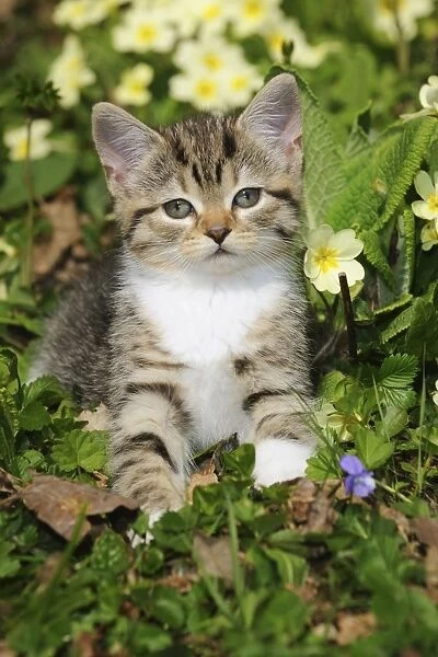 CAT. Kitten sitting in flowers