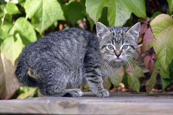 Cat - Kitten sitting on house door-steps. Lower Saxony, Germany