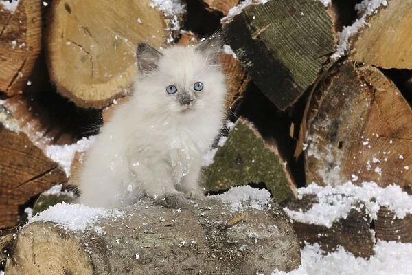 CAT. Kitten sitting on log in snow