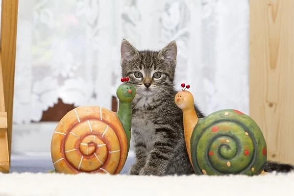 Cat - kitten sitting between ornaments in living room - Lower Saxony - Germany