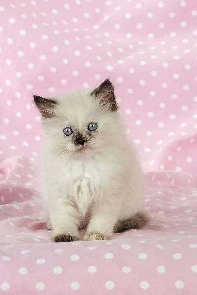 CAT. Kitten sitting on pink blanket