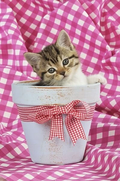 CAT. Kitten sitting in a plant pot