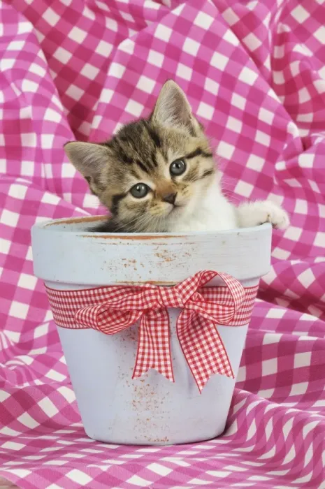 Framed Print : CAT. Kitten sitting in a plant pot Framed Print : CAT. Kitten sitting in a plant pot