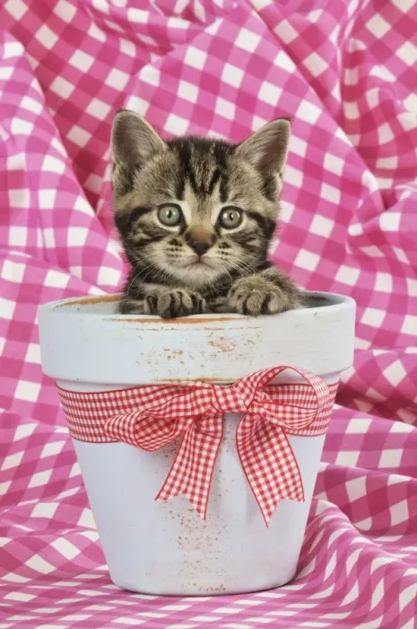 Framed Print : CAT. Kitten sitting in a plant pot Framed Print : CAT. Kitten sitting in a plant pot