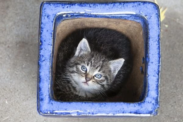 Cat - Kitten sitting in plant pot - Lower Saxony - Germany