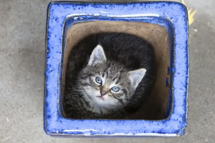 Framed Print : Cat - Kitten sitting in plant pot - Lower Saxony - Germany Framed Print : Cat - Kitten sitting in plant pot - Lower Saxony - Germany