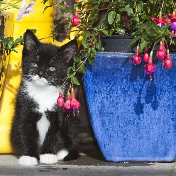 Cat - kitten sitting between plant pots - outdoors - Lower Saxony - Germany