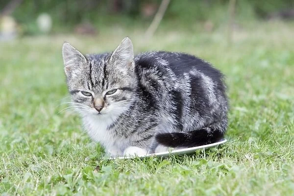 Cat - kitten sitting on empty plate in garden, Lower Saxony, Germany