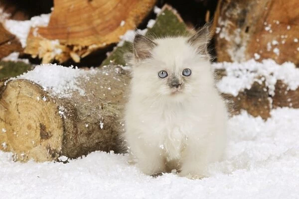 CAT. Kitten sitting in snow