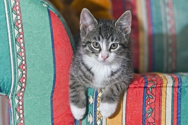 Cat - kitten sitting on sofa - Lower Saxony - Germany