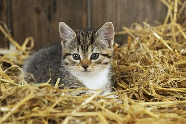 CAT. Kitten sitting in straw