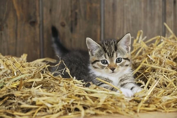 CAT. Kitten sitting in straw