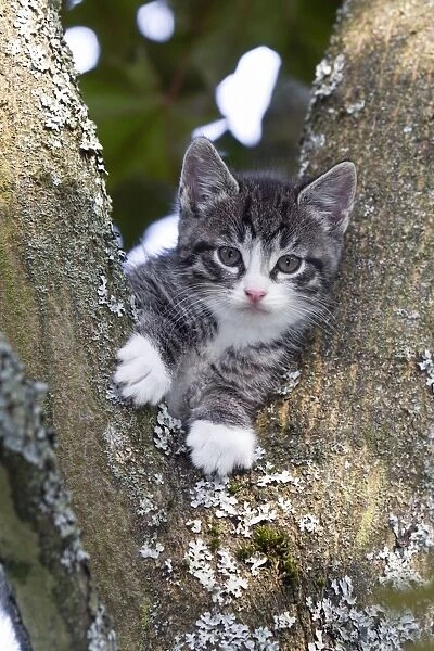 Cat - kitten sitting in tree - Lower Saxony - Germany