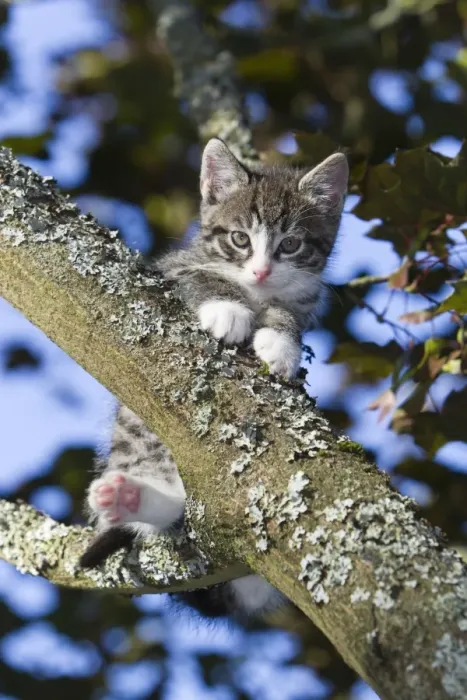 Framed Print : Cat - kitten sitting in tree - Lower Saxony - Germany Framed Print : Cat - kitten sitting in tree - Lower Saxony - Germany
