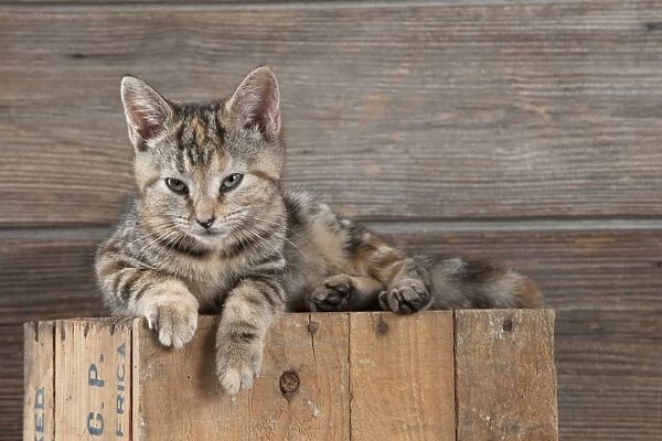 CAT - Kitten sitting on top of a wooden box