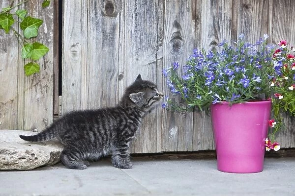 Cat - kitten sniffing at flowers outdoors - Lower Saxony - Germany
