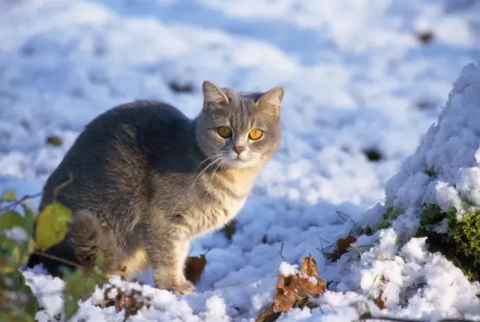 Framed Print : Cat - kitten in the snow Framed Print : Cat - kitten in the snow