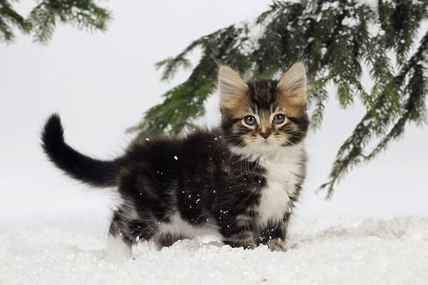 CAT. Kitten in snow