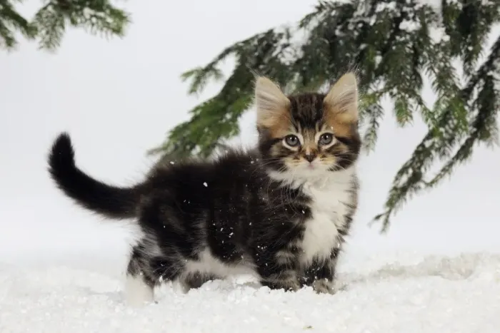 Framed Print : CAT. Kitten in snow Framed Print : CAT. Kitten in snow