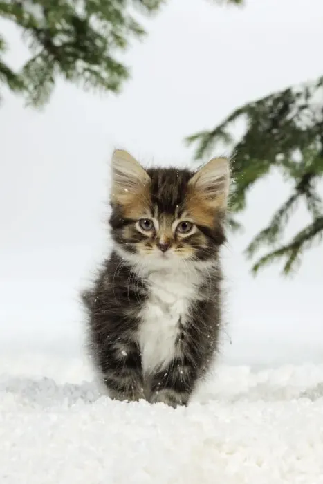 Framed Print : CAT. Kitten in snow Framed Print : CAT. Kitten in snow
