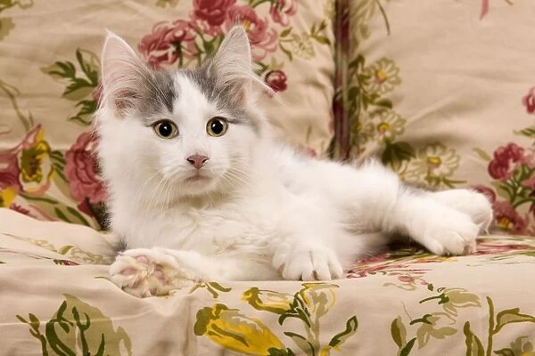 Cat - kitten on sofa
