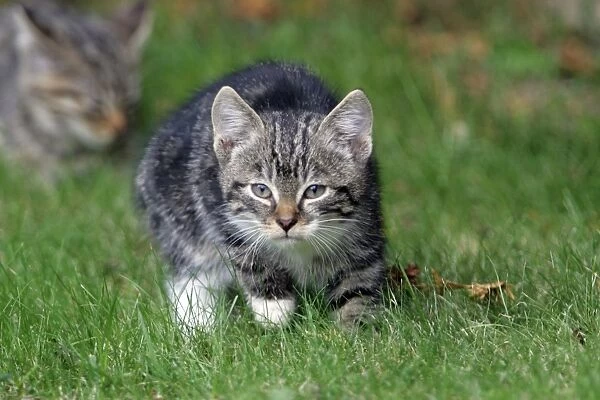 Cat - Kitten - Stalking across garden lawn, playing. Exploring mother behind Lower Saxony, Germany