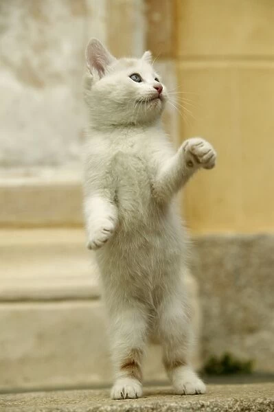 Cat Kitten standing on hind legs
