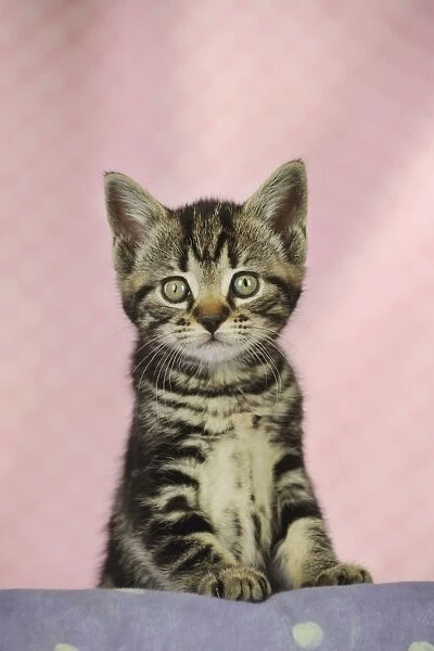 CAT. Kitten standing on shelf