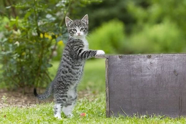 Cat - Kitten standing upright against box - in garden - Lower Saxony - Germany