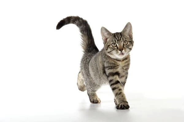 Cat - kitten stretching
