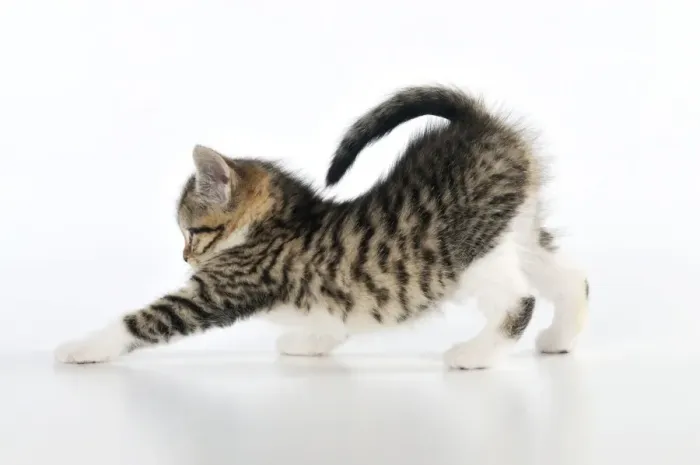 Framed Print : CAT. Kitten stretching