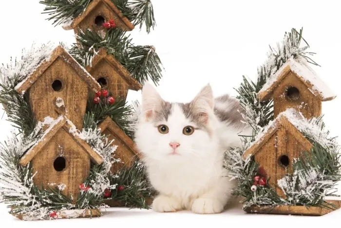 Framed Print : Cat - kitten in studio with festive bird boxes Framed Print : Cat - kitten in studio with festive bird boxes