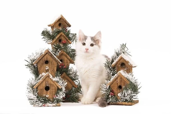 Cat - kitten in studio with festive bird boxes