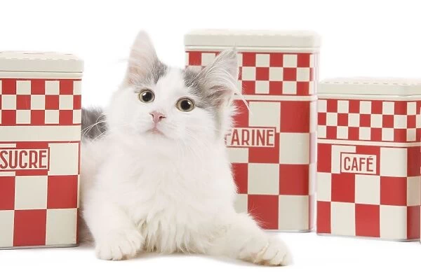 Cat - kitten in studio with red & white kitchen containers